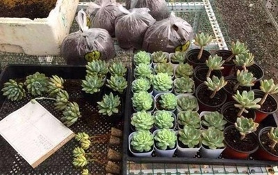 地攤起步，200元創(chuàng)業(yè) 他的禮品花卉銷售傳奇